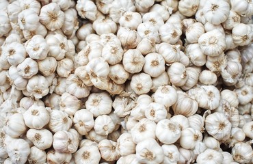 White garlic head heap top view : Closeup