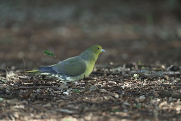 アオバト（メス）