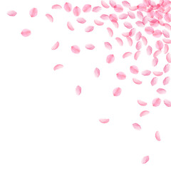 Sakura petals falling down. Romantic pink silky medium flowers. Thick flying cherry petals.