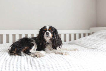 Cavalier spaniel lying on the bed