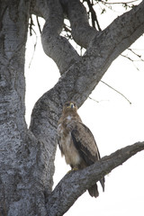 Fototapeta na wymiar A hawk just fiercely landed on a branch of tree in Africa