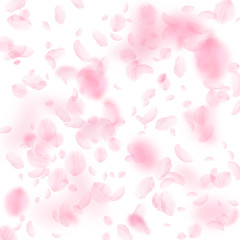 Sakura petals falling down. Romantic pink flowers falling rain. Flying petals on white square background. 