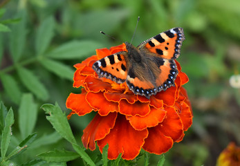 Butterfly on an orange flower