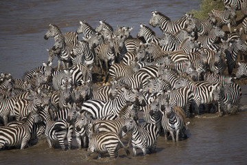 A big herd of Zebra standing on a river in Africa