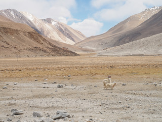 Wild goats in Leh