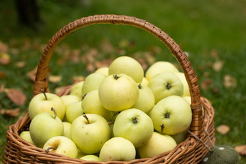 Aufgesammelte Früchte im Herbst