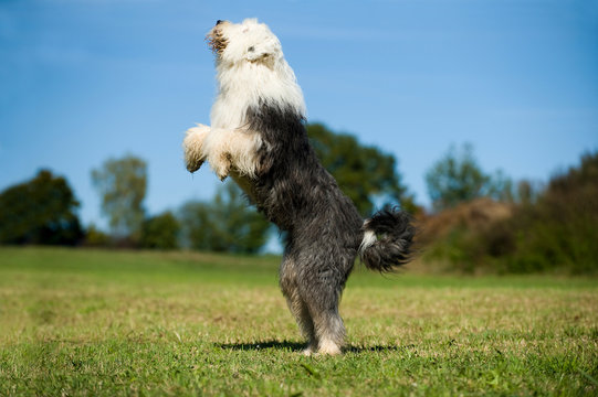 Bobtail springt in die Luft
