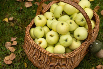 Äpfel im Korb für Erntedank
