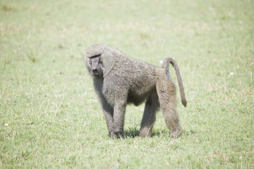 A portrait of a baboon on a grass in Africa