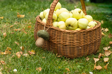 Apfelkörbchen im Gras