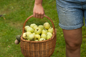 Ein Korb voller Äpfel nach der Ernte