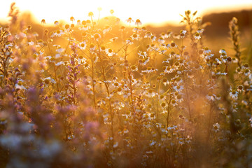 Meadow in sunset light