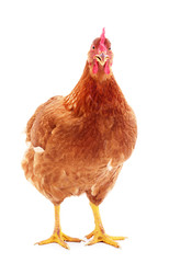 Brown hen isolated.