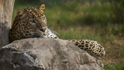 Fototapeta na wymiar Lovely cheetah