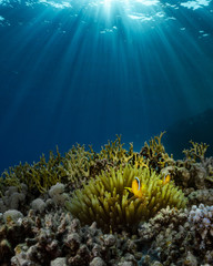 Anemone fish in the Red Sea