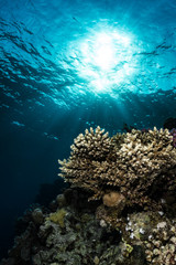 Fototapeta na wymiar Diving in the Red Sea