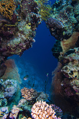 Naklejka na ściany i meble Diving in the Red Sea