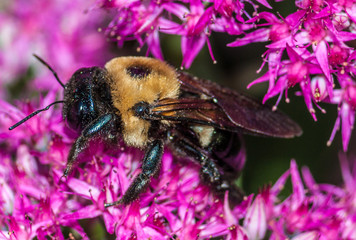 bumble bee honey clover flower