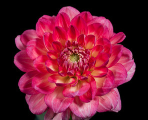 flower dahlia rose lily sunflower iris petal bloom single black background