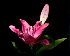 Fototapeta premium flower dahlia rose lily sunflower iris petal bloom single black background