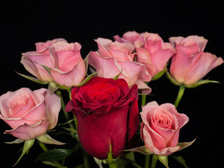 flower dahlia rose lily sunflower iris petal bloom single black background