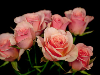 flower dahlia rose lily sunflower iris petal bloom single black background