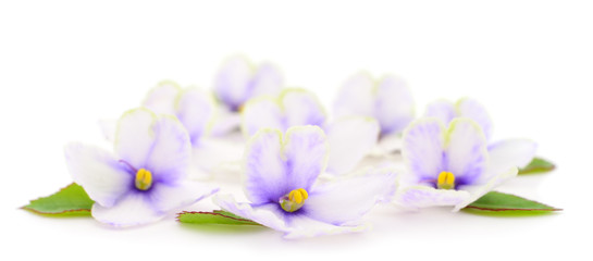 Violets beautiful flowers.