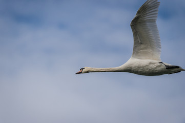 Cygne tuberculé en vol