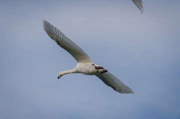 Cygne tuberculé en vol