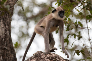 Grey Langur Monkey walking in the trees in Wilpattu National Park in Sri Lanka Asia