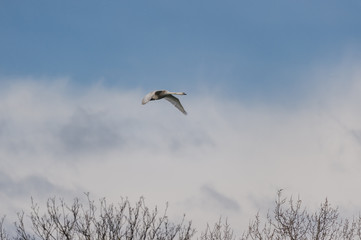 Cygne tuberculé en vol