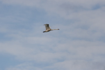 Cygne tuberculé en vol