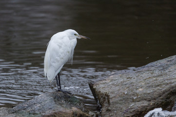 Aigrette garzette