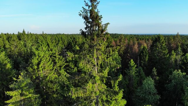 Aerial Fly around tall pine tree, treetop closeup