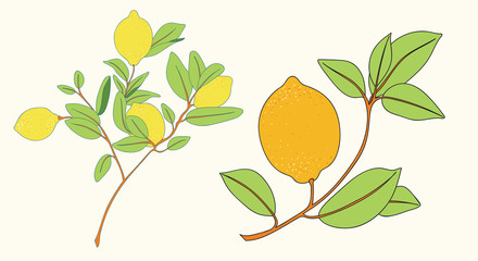 Lemon Branch Vector Illustration Element Set