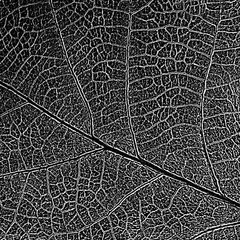 Natural leaf decolorized texture with streaky mesh, imitation stamping. May be used as background