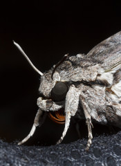 macro portrait of a gray night butterfly hawk moth on a black background