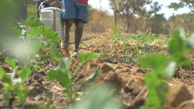 Young African Child Carrying Water Through a Garden in Zimbabwe in Slow Motion