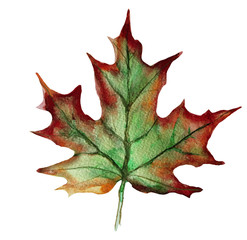 Autumnal leaf of a maple. Watercolor stock illustration