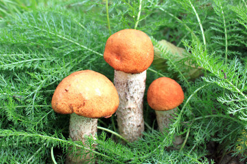 Edible mushrooms in natural environment in forest in autumn