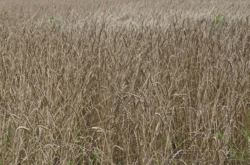 Golden Einkorn wheat field in the sunny summer day