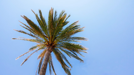 Palm tree trunk and branches against a bright sky.