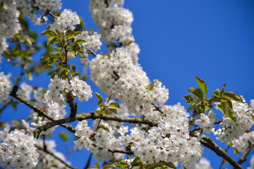 Kirschblüte im Frühling