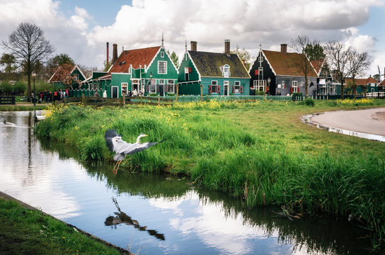 Gray heron takes wing against authentic Zaandam mills and traditional vibrant houses on the water canal in Zaanstad village, Zaan river, Netherlands