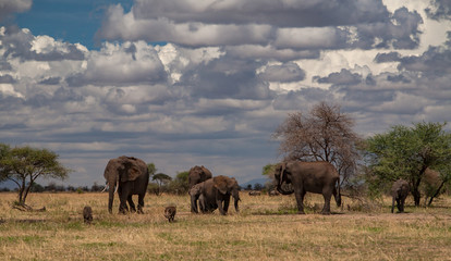 Fototapeta na wymiar Elephants going on the african savana