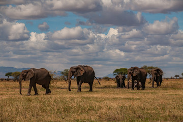 Fototapeta na wymiar Elephants going on the african savana