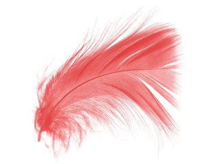 Beautiful red maroon feather isolated on white background 