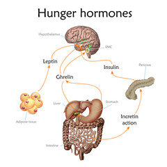 Appetite and hunger hormones vector diagram illustration.