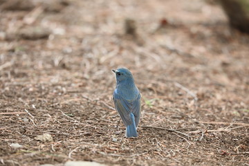 ルリビタキ（オス）