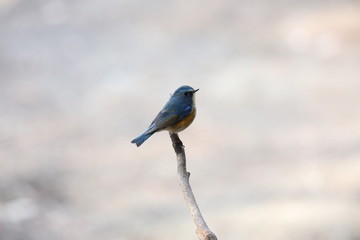 ルリビタキ（オス）